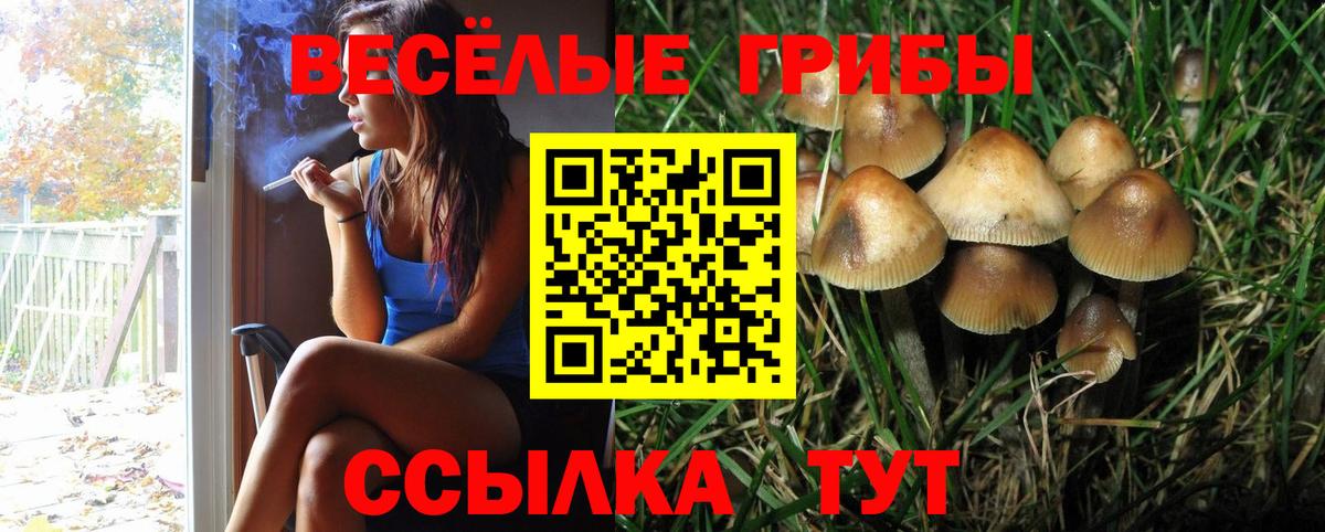 Псилоцибиновые грибы Psilocybine cubensis Бердск
